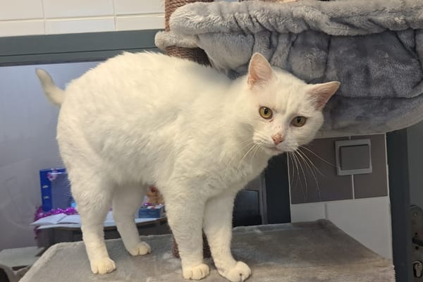 TIERCELIN ( pas adoptable)