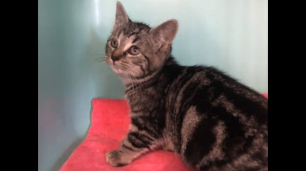 Grisou (en cours d'adoption)