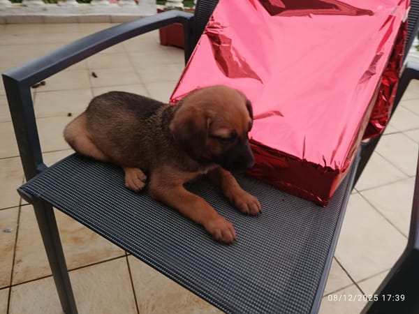 🐾 À L’ADOPTION – JOY, douceur fauve au regard tendre 🐾