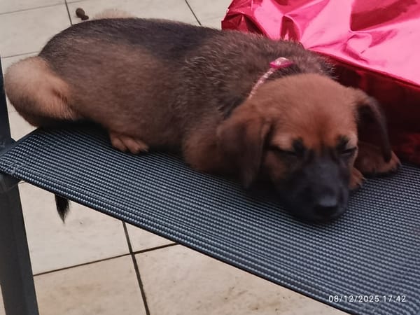 🐾 À L’ADOPTION – JOY, douceur fauve au regard tendre 🐾