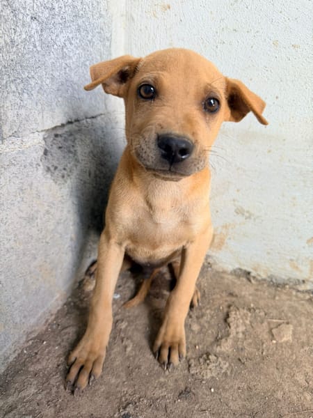 🐾 À L’ADOPTION – LOOPING, petit fauve vif et attendrissant 🐾