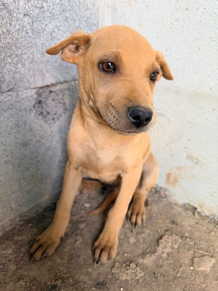 🐾 À L’ADOPTION – LOOPING, petit fauve vif et attendrissant 🐾