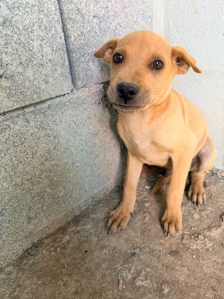 🐾 À L’ADOPTION – LOOPING, petit fauve vif et attendrissant 🐾