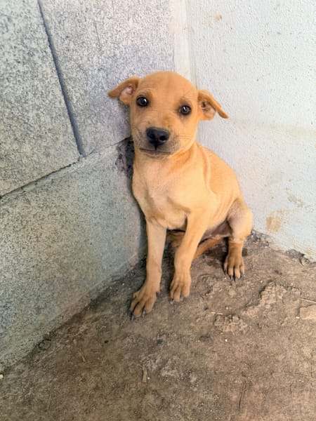 🐾 À L’ADOPTION – LOOPING, petit fauve vif et attendrissant 🐾