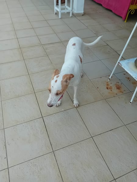 🐾 À L’ADOPTION – LOVA, la tendresse incarnée ! 🐾