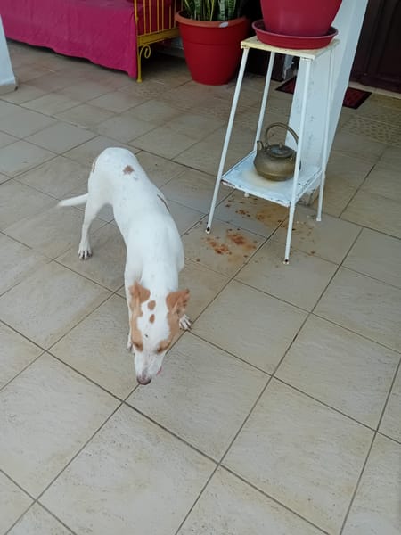 🐾 À L’ADOPTION – LOVA, la tendresse incarnée ! 🐾