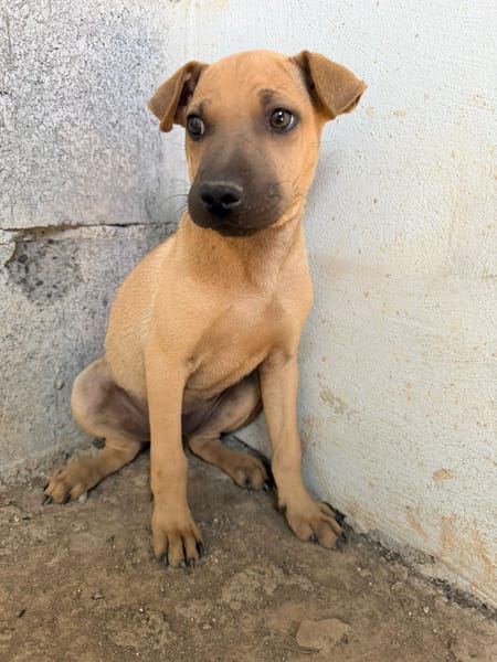 🐾 À L’ADOPTION – MAMBO, charmeur au masque noir et au cœur tendre 🐾