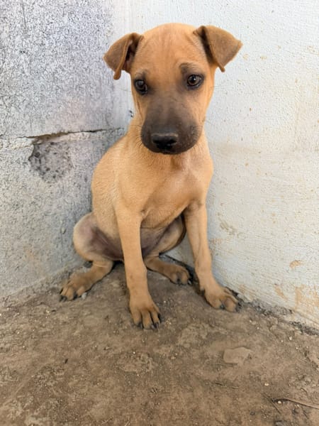 🐾 À L’ADOPTION – MAMBO, charmeur au masque noir et au cœur tendre 🐾