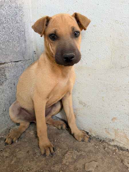 🐾 À L’ADOPTION – MAMBO, charmeur au masque noir et au cœur tendre 🐾