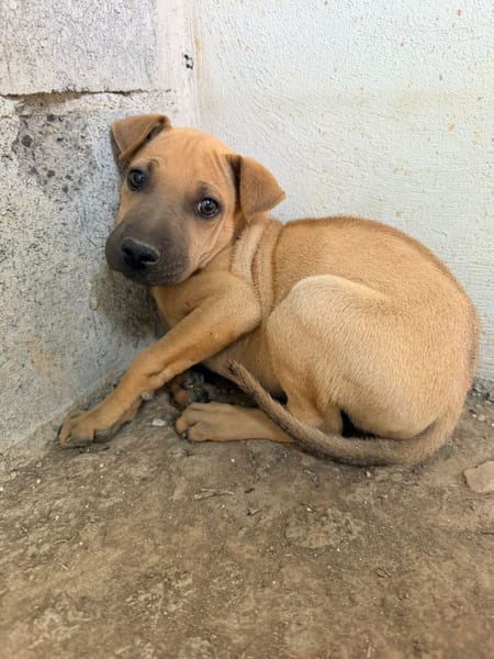 🐾 À L’ADOPTION – MAMBO, charmeur au masque noir et au cœur tendre 🐾