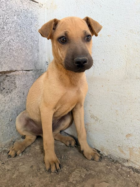 🐾 À L’ADOPTION – MAMBO, charmeur au masque noir et au cœur tendre 🐾