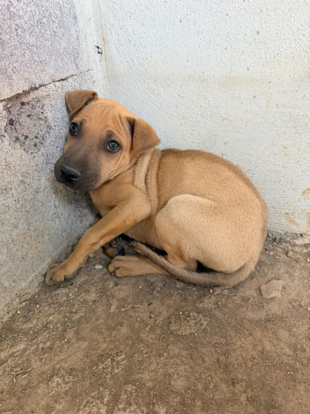 🐾 À L’ADOPTION – MAMBO, charmeur au masque noir et au cœur tendre 🐾