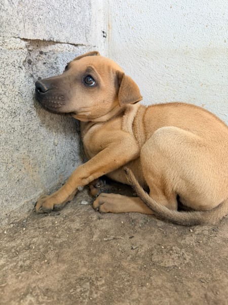 🐾 À L’ADOPTION – MAMBO, charmeur au masque noir et au cœur tendre 🐾