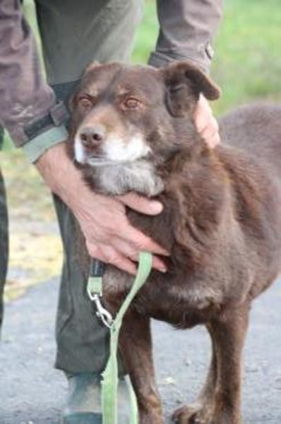 Brownie - sehr verschmust u. kinderlieb