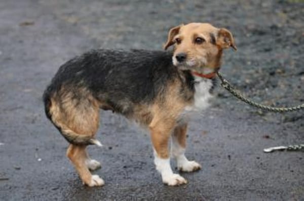 Ranie - zutraulich u. sehr liebenswert