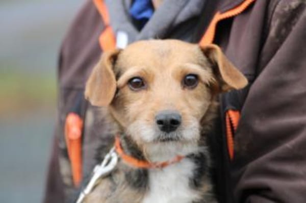 Ranie - zutraulich u. sehr liebenswert