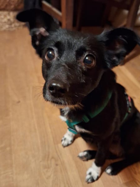 zarte Madita sucht ihre Familie