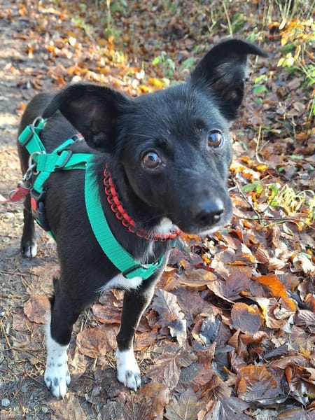 zarte Madita sucht ihre Familie