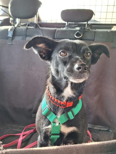 zarte Madita sucht ihre Familie