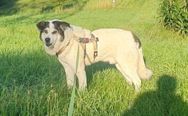 Rüdiger - unser rüstiger Rentner