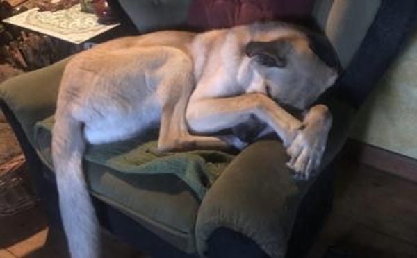 Fuchur sitzt auf gepackten Köfferchen