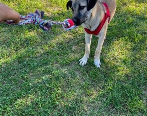 Fuchur sitzt auf gepackten Köfferchen