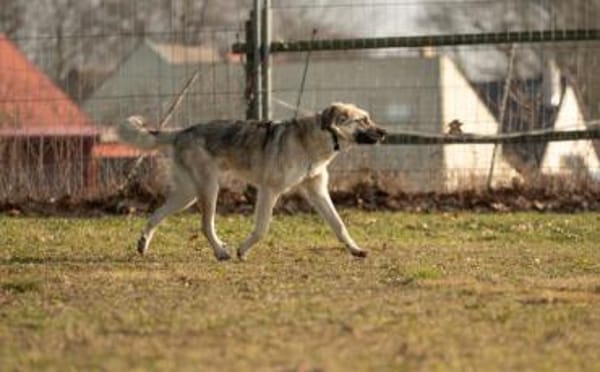 Eloy sucht seine Herzensmenschen