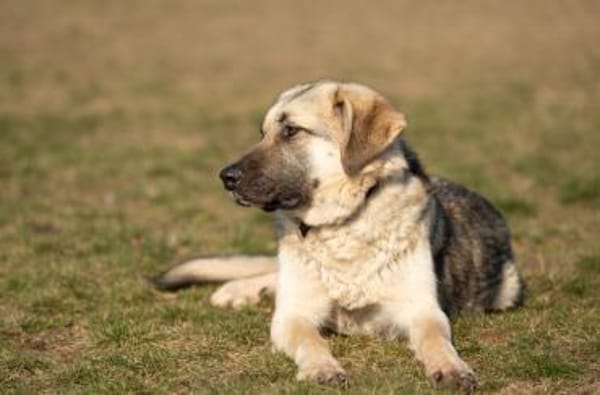 Eloy sucht seine Herzensmenschen
