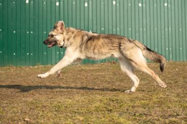 Eloy sucht seine Herzensmenschen
