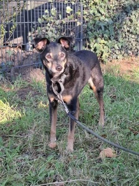 Orea: Liebevolle Hundedame