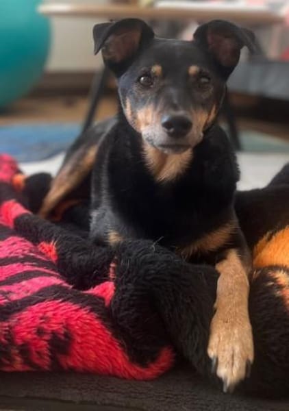 Orea: Liebevolle Hundedame