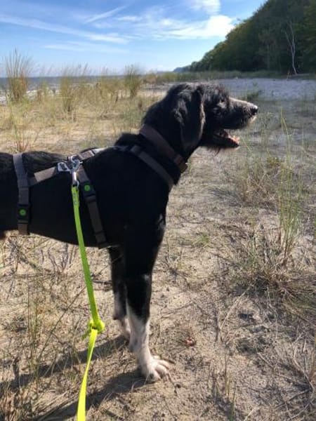 Puffi sucht seine Menschen