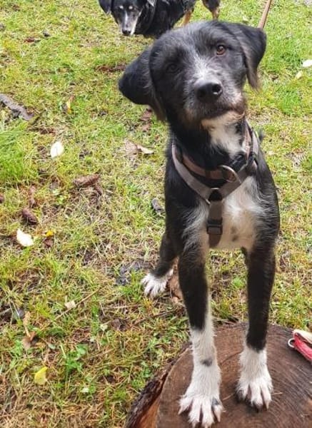 Puffi sucht seine Menschen