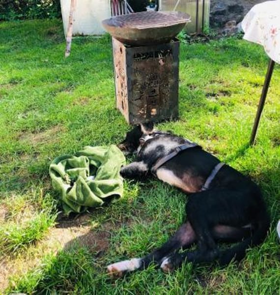 Puffi sucht seine Menschen