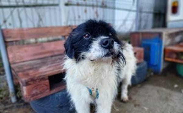 Otto sucht ein Zuhause!