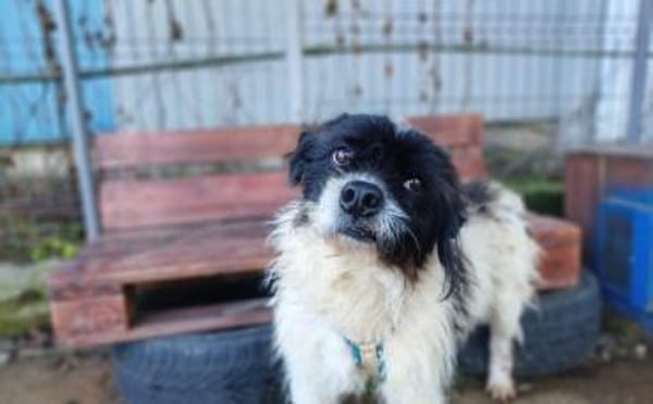 Otto sucht ein Zuhause!