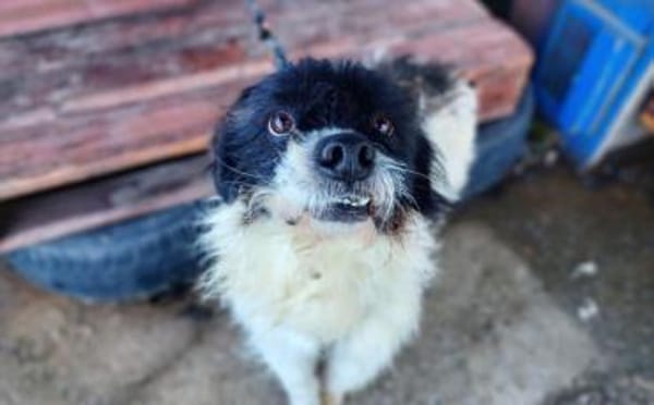 Otto sucht ein Zuhause!