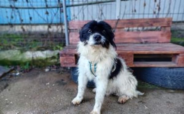 Otto sucht ein Zuhause!