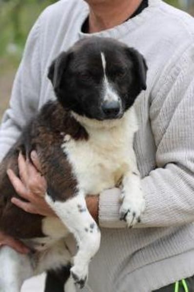 Batida  sehr liebenswerte, kleine Hündin