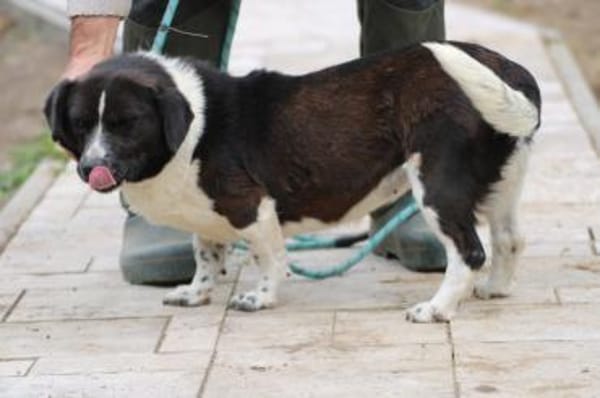 Batida  sehr liebenswerte, kleine Hündin