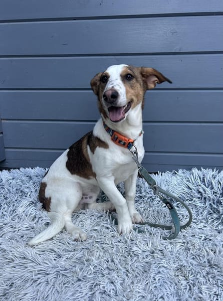 Pinto: Charmanter, lebensfroher Rüde