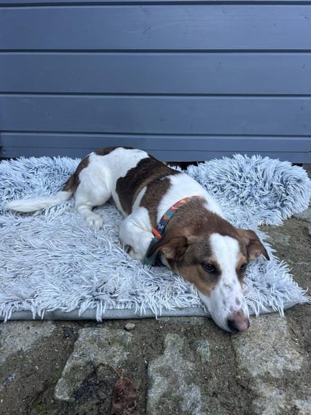 Pinto: Charmanter, lebensfroher Rüde