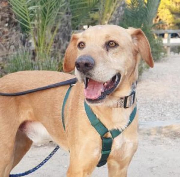 Lucky wartet schon zu lange