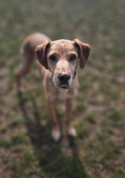 Lucky wartet schon zu lange