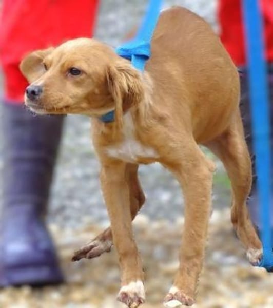 Zauberhafte kleine BRUNA