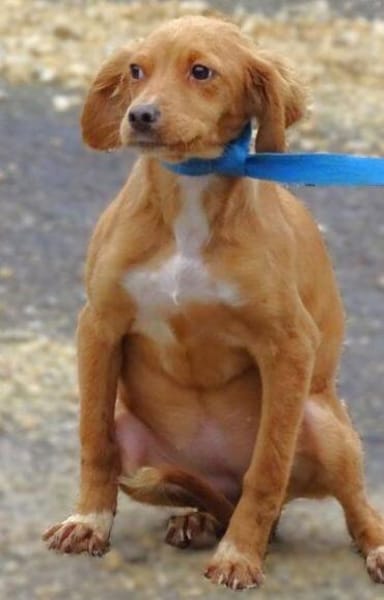 Zauberhafte kleine BRUNA