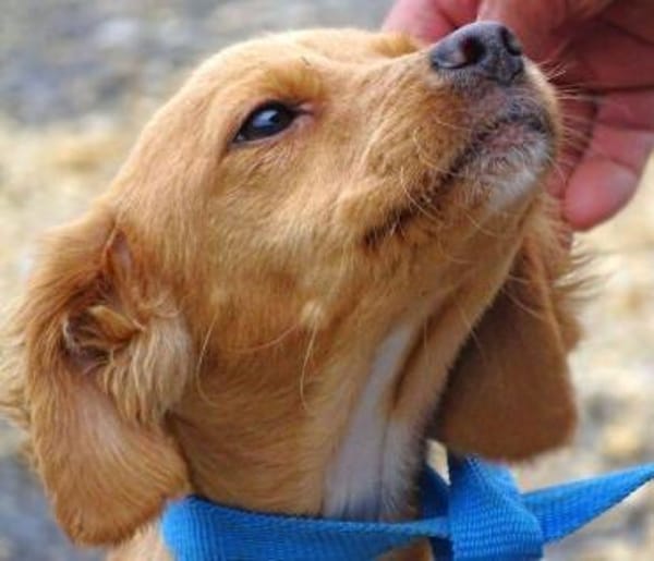 Zauberhafte kleine BRUNA