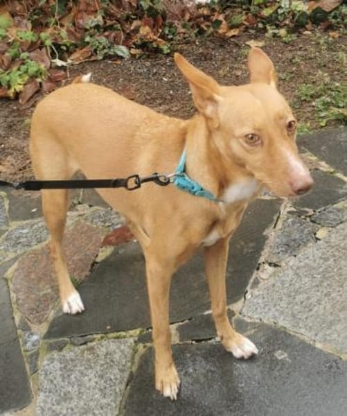 Wunderschöne Venus sucht eine Familie