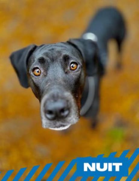 Nuit - clever und sportlich