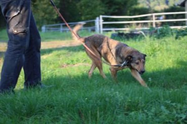 Cuno - zutraulich u. freundlich